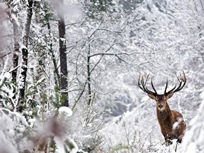 Edelhert op de Veluwe