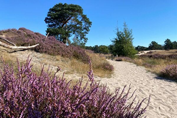 Wandelroute op de Veluwe