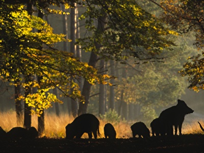 Wilde zwijnen op de Veluwe bij hotel Villa Vennendal